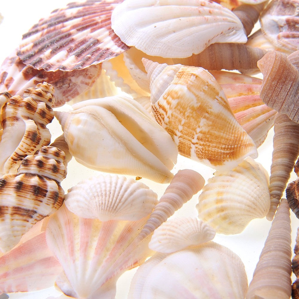 Mixed Beach Sea Shells For Decoration (Bag Of 100 Shells)  (available for purchase in increments of 1)