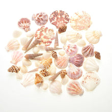 Load image into Gallery viewer, Mixed Beach Sea Shells For Decoration (Bag Of 100 Shells)  (available for purchase in increments of 1)
