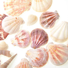 Load image into Gallery viewer, Mixed Beach Sea Shells For Decoration (Bag Of 100 Shells)  (available for purchase in increments of 1)
